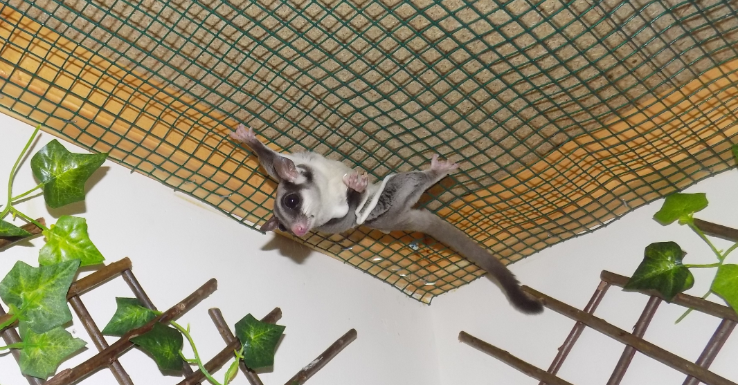 Sugar best sale glider enclosure